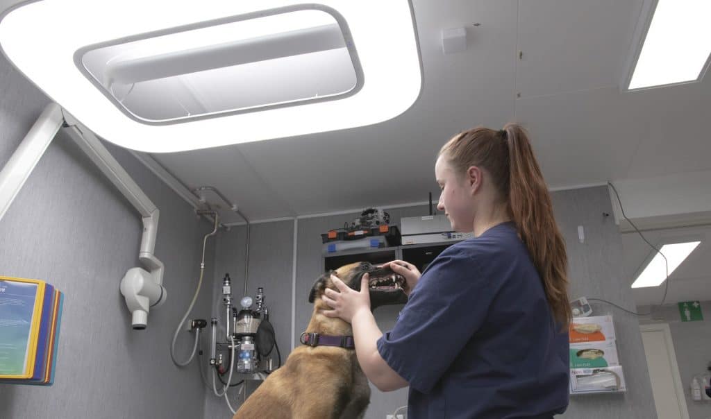 Veterinär undersöker hund under bra arbetsbelysning