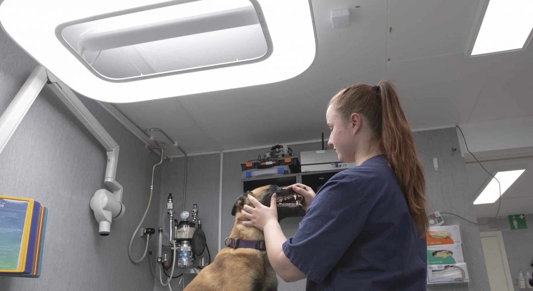Veterinär undersöker hund under bra arbetsbelysning